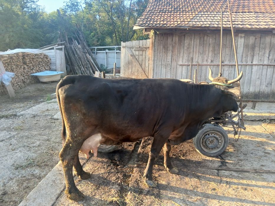 Vand vaca cu lapte