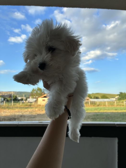 Bichon maltez 2 luni