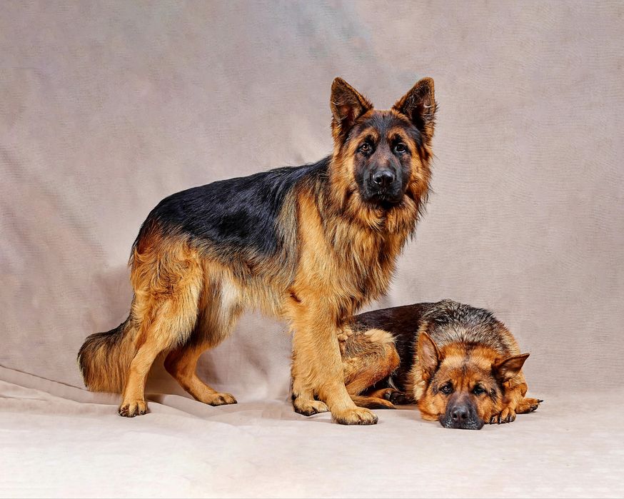 Немецкая овчарка. Вязка