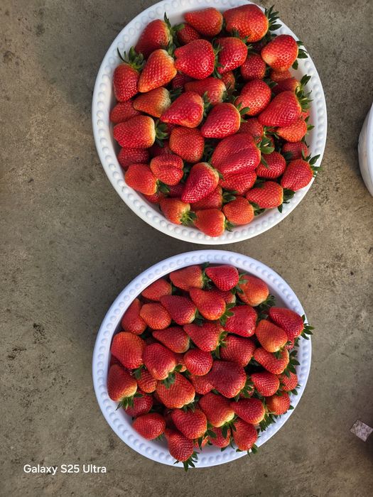 Andijonda Koreyskiy qulupnay sotiladi