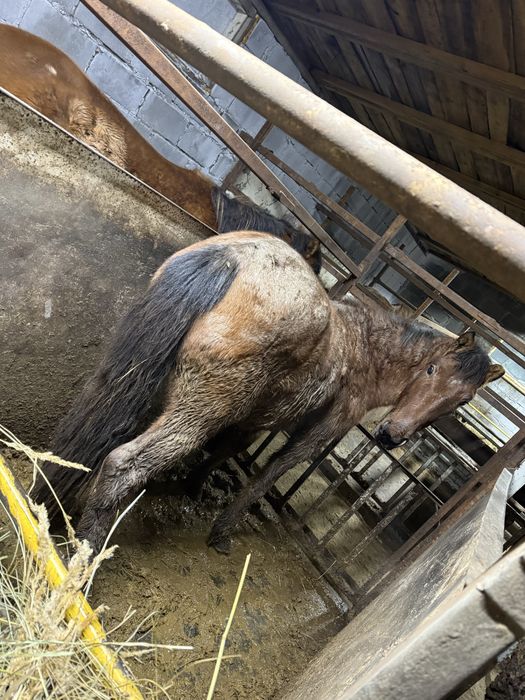 Байтал две головы