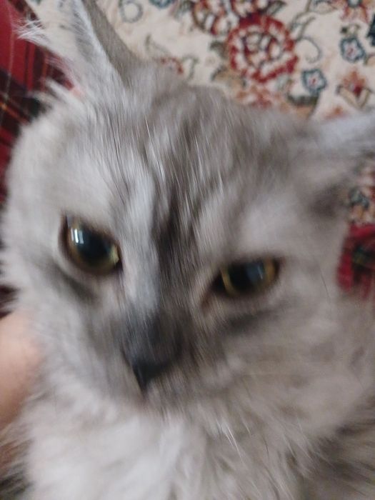 Кошка  8 месяцев