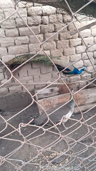 Павлин 5 жасар ана Павлин 5и4 жасар