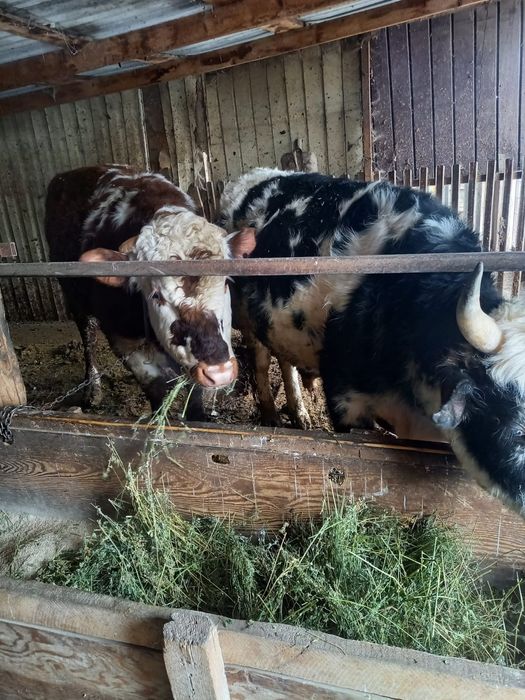 Продаются 3 головы бычков