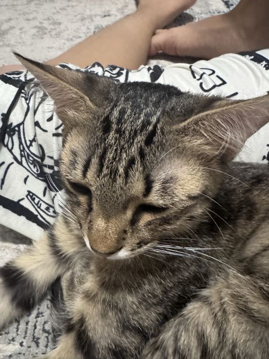 Отдам кота в добрые руки