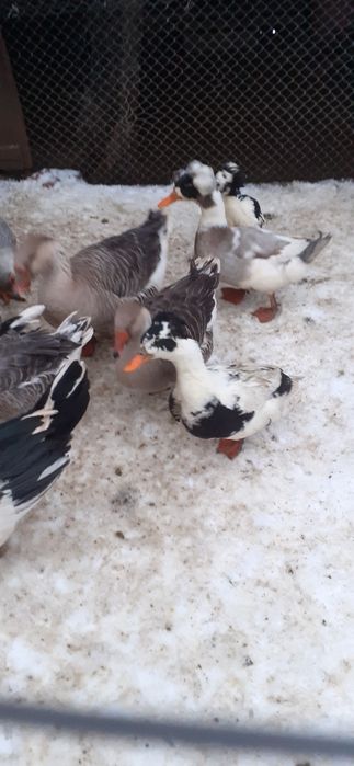 Vand rațe și gâște de  anul 2025