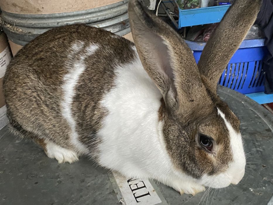 Hicole Francez rasa pura din parinti de exceptie