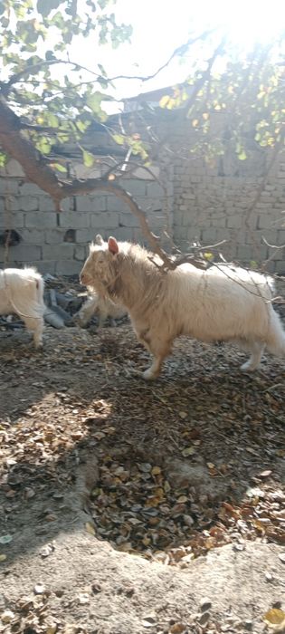 Zotdor Rossiyskiy echkilar sotiladi