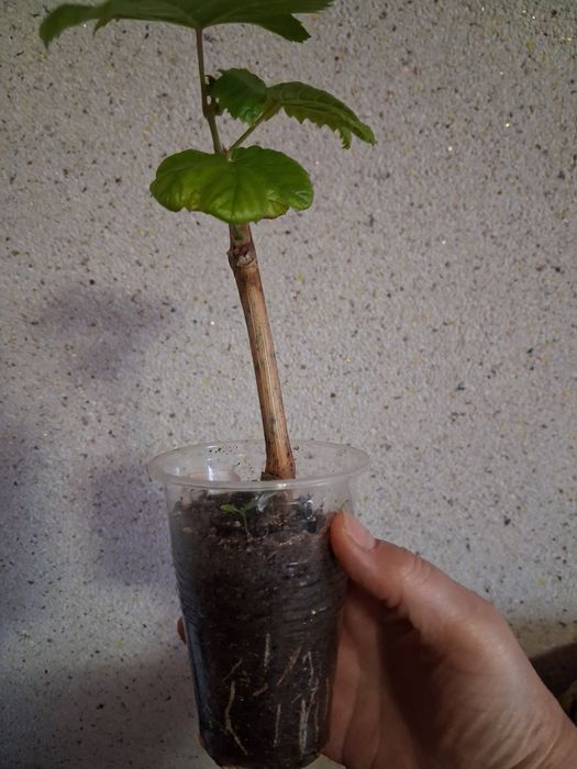 Саженцы винограда Аркадия