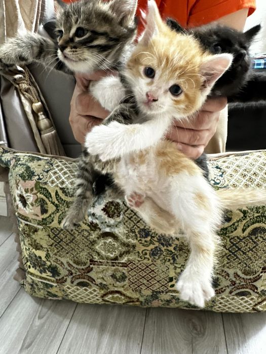 Отдам котят в добрые, хорошие руки