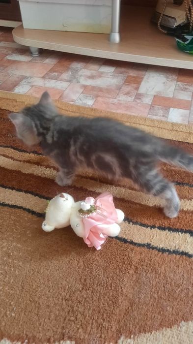 Продам шотландских котят