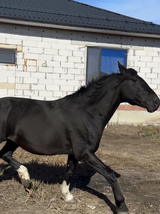 Продам жеребца на племя