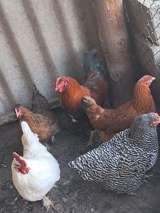 2 кораз бен 3 тауык сатамын.