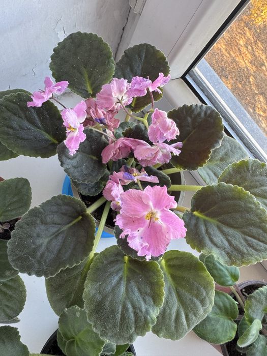 Фиалка продаётся