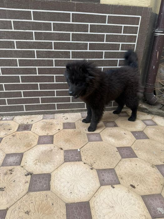 Продается собака