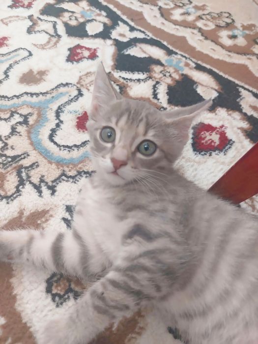 Отдам котенка в добрые руки