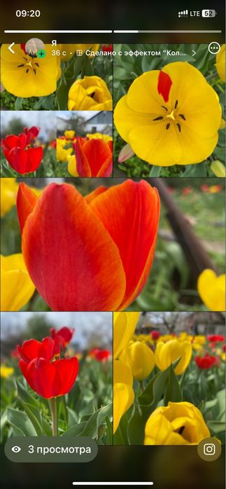 Продам тюльпаны!