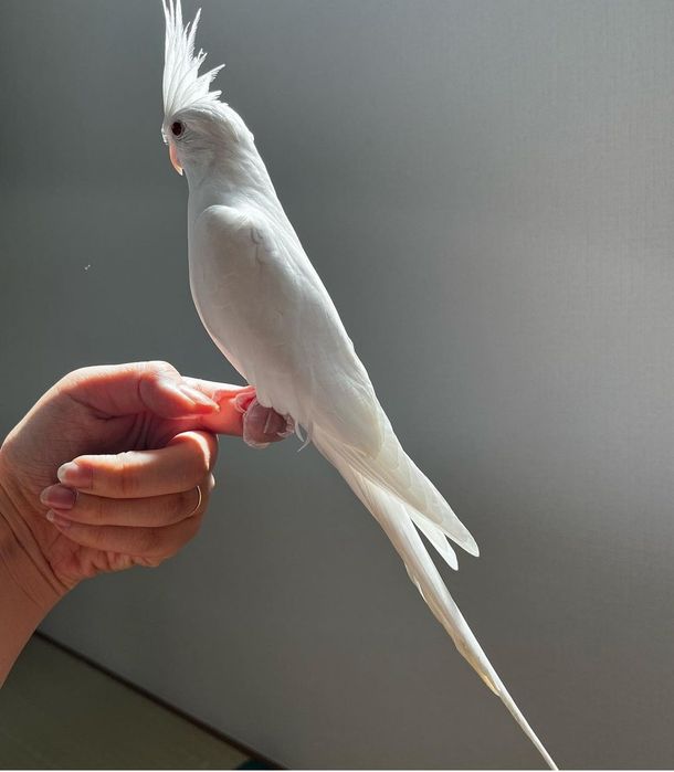 Декоративные птички продается