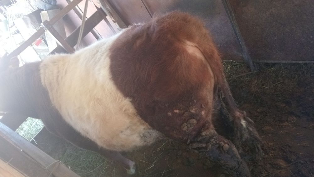 Бычок годовалый.