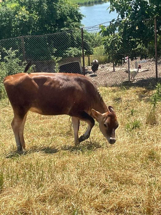 Vanzare- vaca rasa jersey