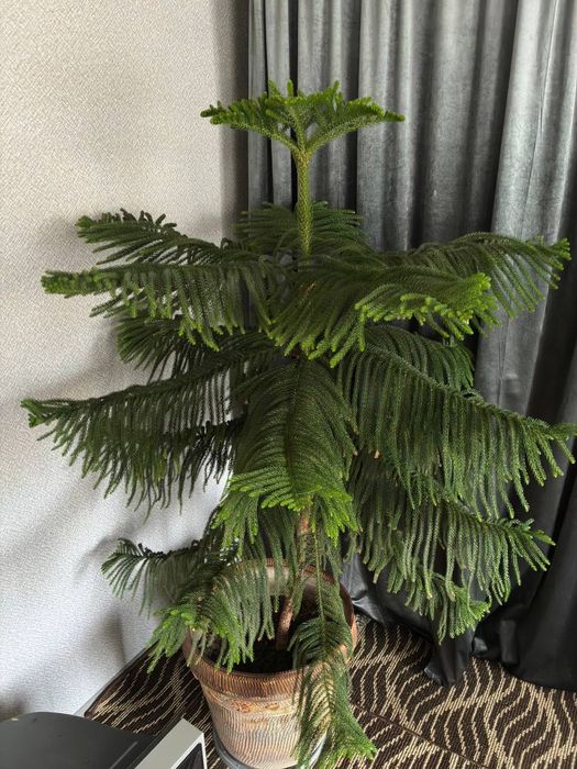 Araukariya (араукария )