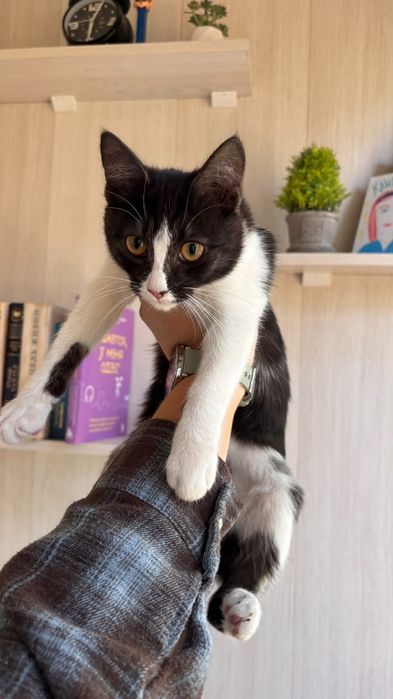 Отдам в добрые руки Котенка (Девочку)