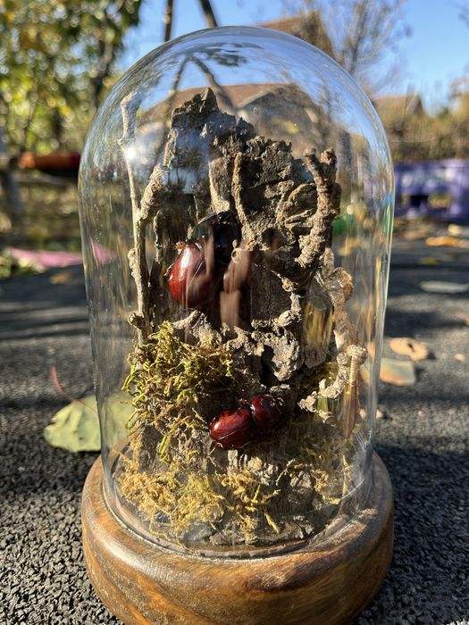 Insectar insecte bijuterie cadou