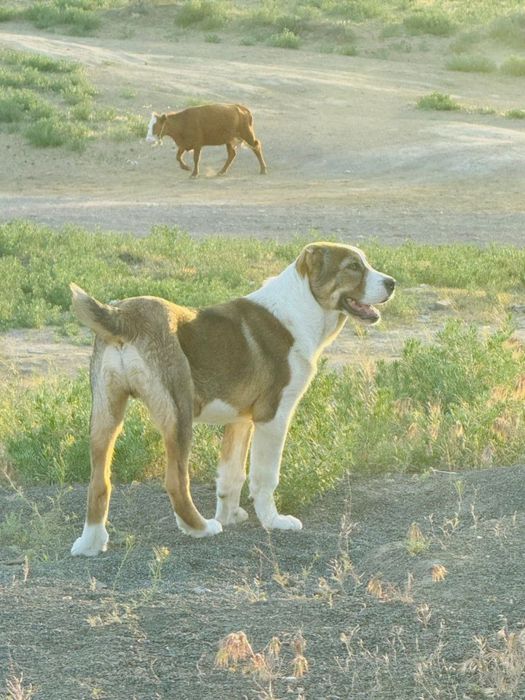 Молодой сатылат