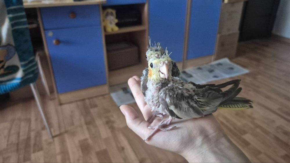 Попугаи семейства Корелл