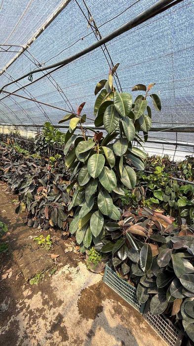 Фикус Fikus декоратив дарахти ва гуллари