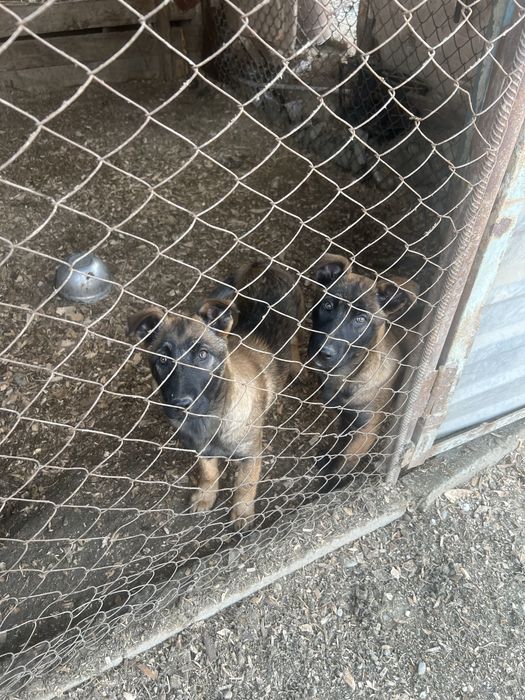 Кушктер сатылады