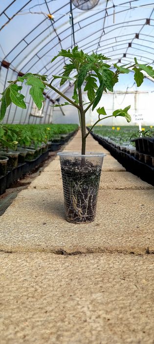 Разсад домати БГ и Професионални