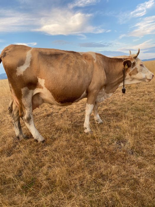 Vaca  de  vanzare