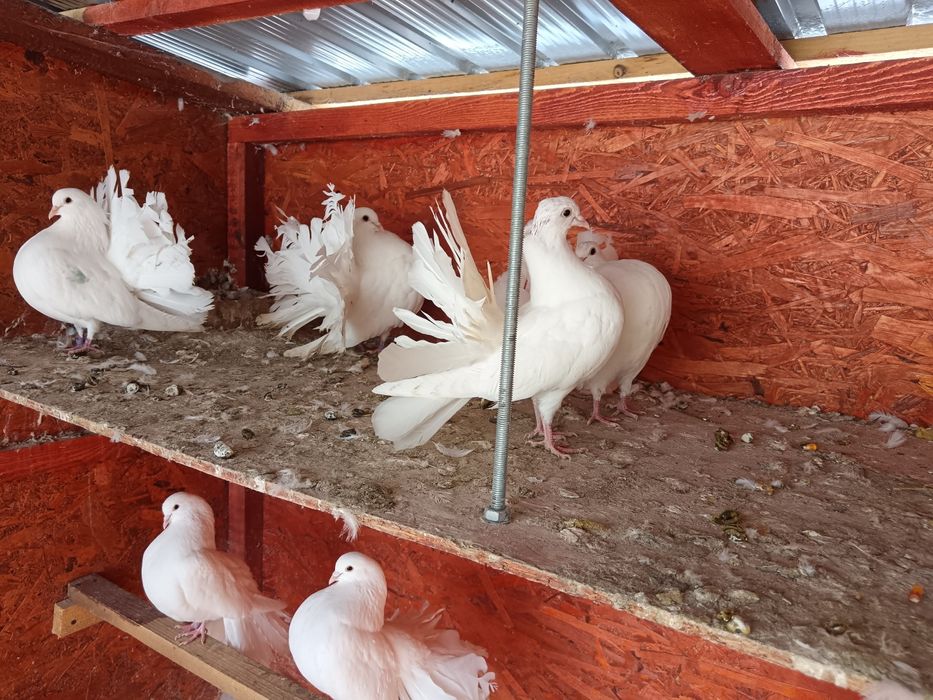 Vând porumbei pava albi