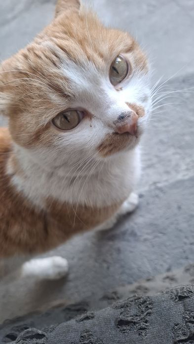 Кот находится в заботливых руках.