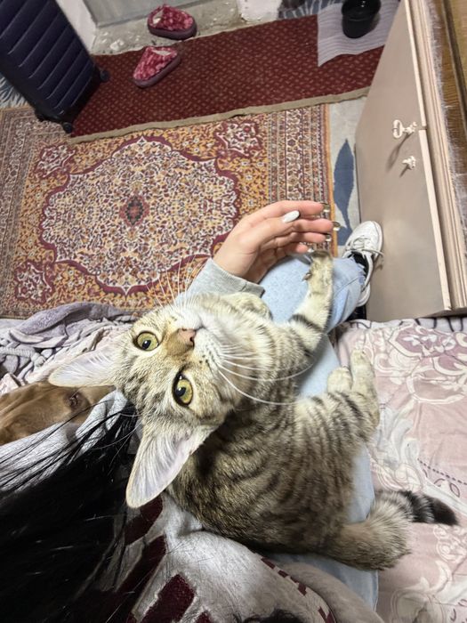 Отдам котенка подросток