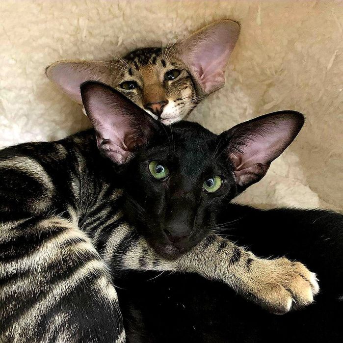 ОРИЕНТАЛЫ  котята   Клубные