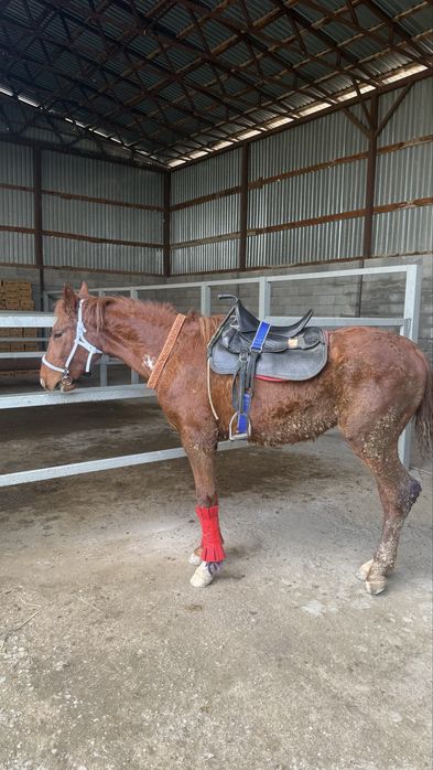 Мынгы Тай сатылады