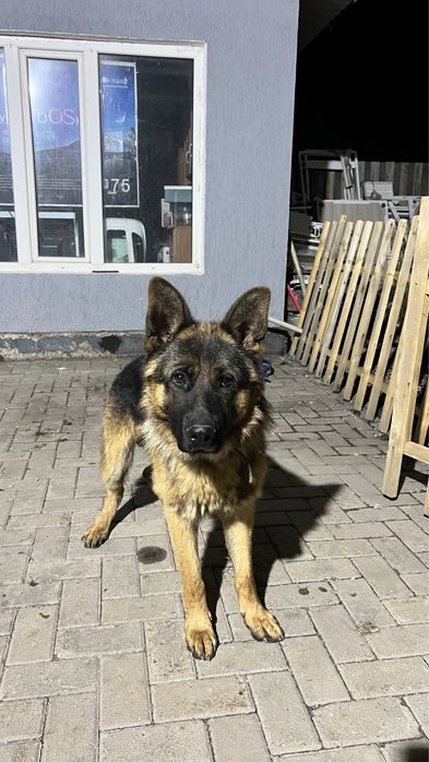 Продам Немецких овчарок