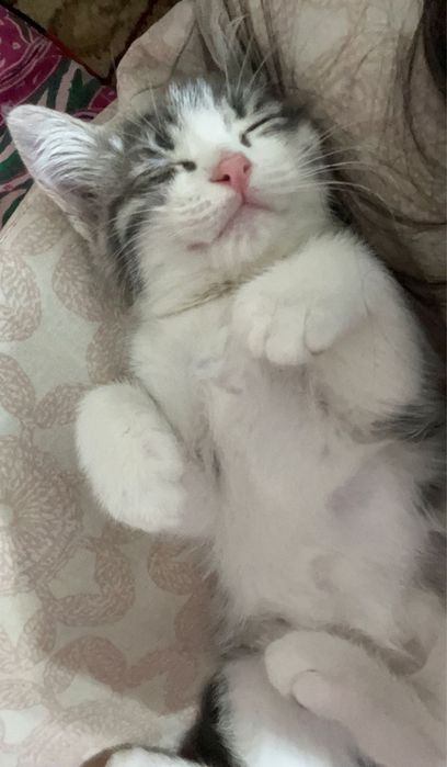 продается кошка домашняя