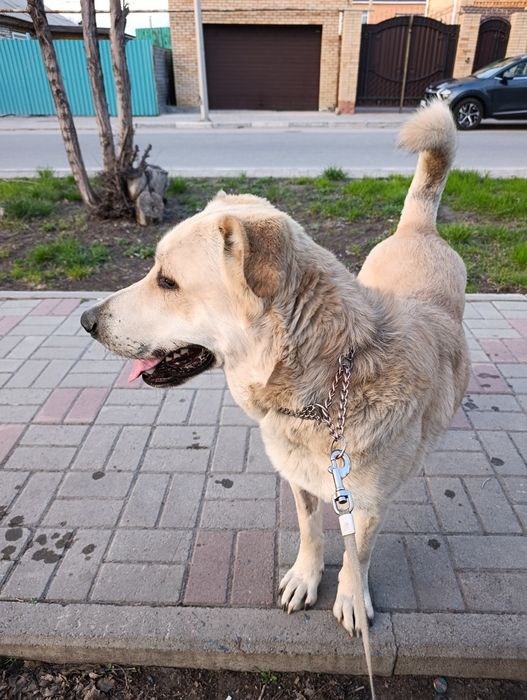 Ищу дом для малыша в 50 кг.