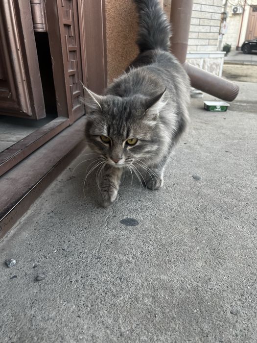 Норвежская-лесная кошка