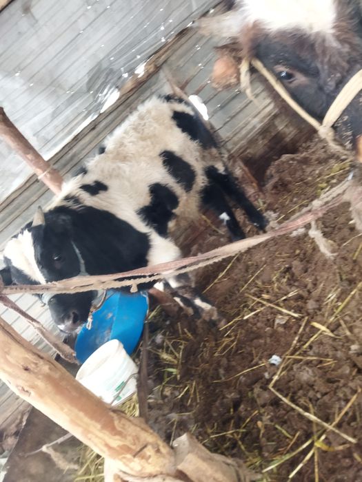 Шаруа бука биржарым жасар