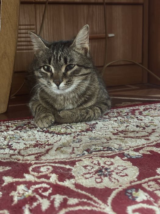 В добрые руки британскую стерил кошку