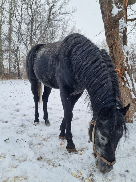 Ат, айғыр, жылқы, жеребец, конь, лошадь