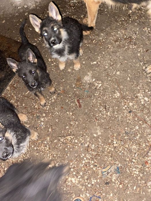 Немецкие овчарки