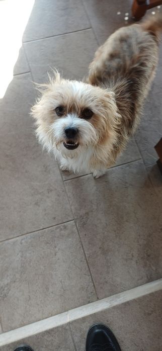 Adoptie căței talie mică