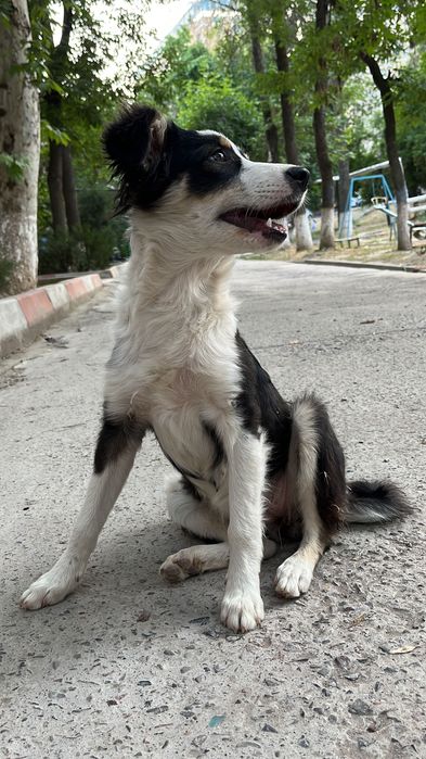 Отдаём милую собачку в добрые руки