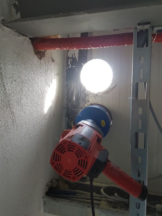 Gaura hota, gaura carota. Timișoara, Lugoj.