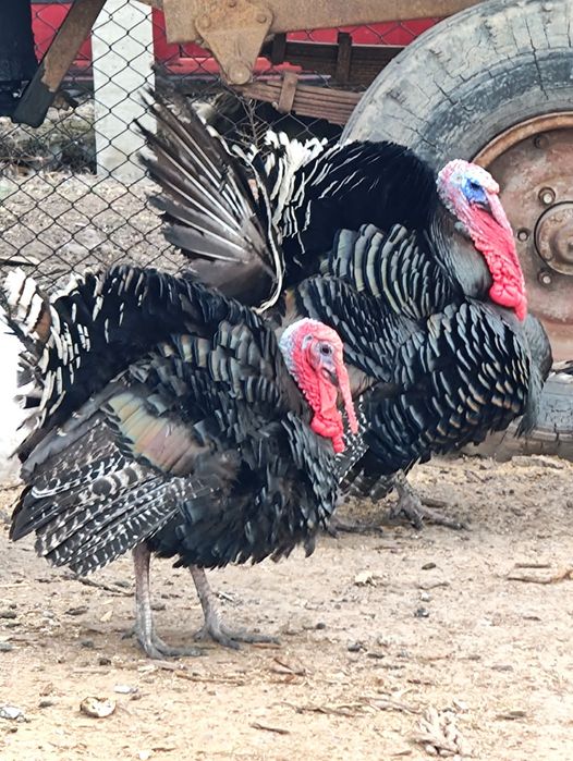 Продаю индюков                .